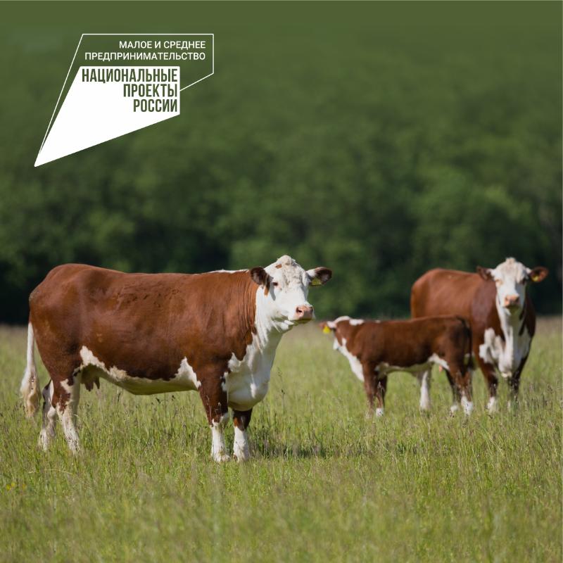 Прием документов на возмещение части затрат на содержание товарного поголовья коров специализированных мясных пород и помесных коров, поголовья свиней