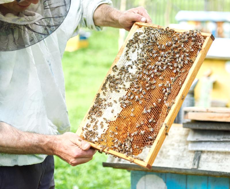 Краевой смотр-конкурс среди работников рабочих профессий сельскохозяйственных товаропроизводителей отрасли пчеловодства