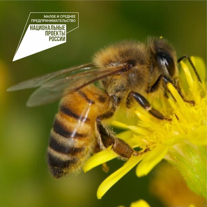 Прием документов на возмещение части затрат на содержание племенного маточного поголовья пчёл