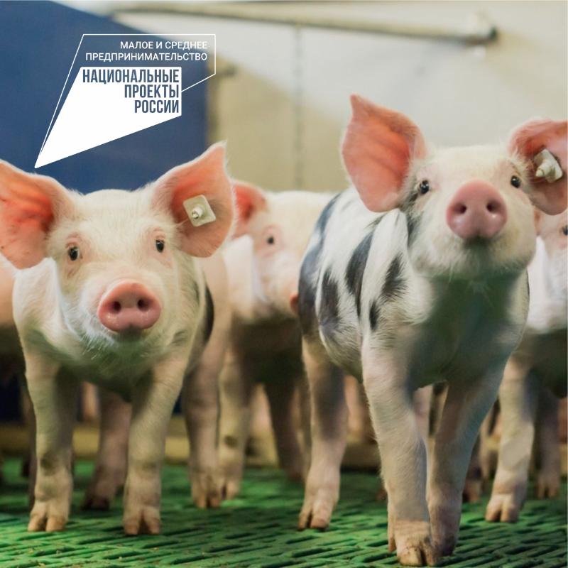 Прием документов на возмещение части затрат на содержание поголовья свиней